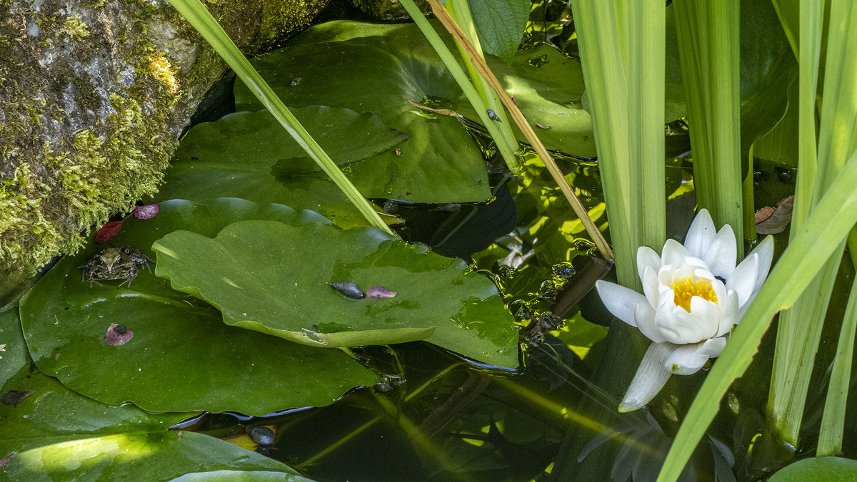Life in our Garden Pond